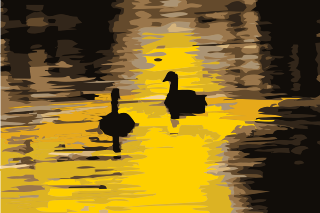 picture of ducks