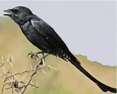 African drongo bird