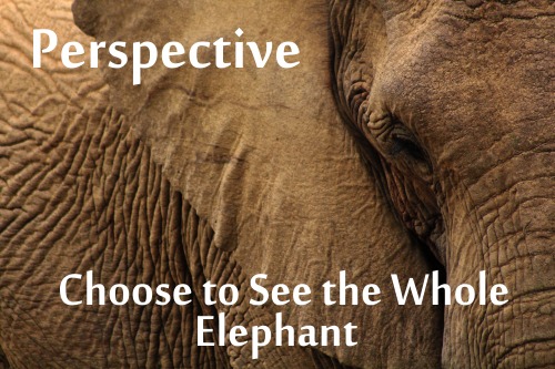 partial picture of elephant "Perspective: Choose to see the whole elephant"