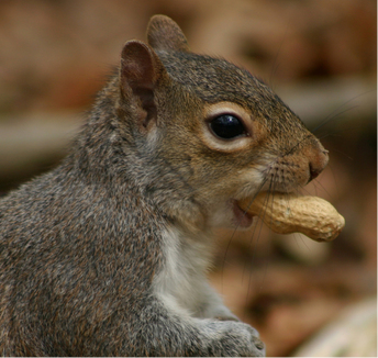 squirrel with peanut