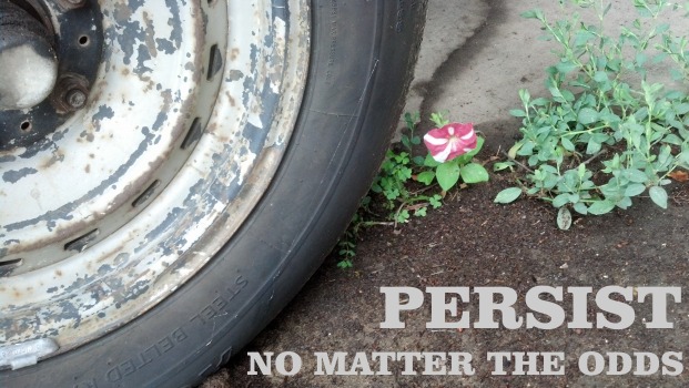 Persist. No Matter the Odds.
