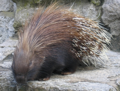 porcupine