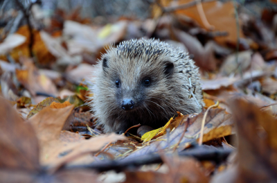 cute porcupine