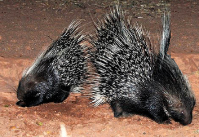 porcupines facing away from each other